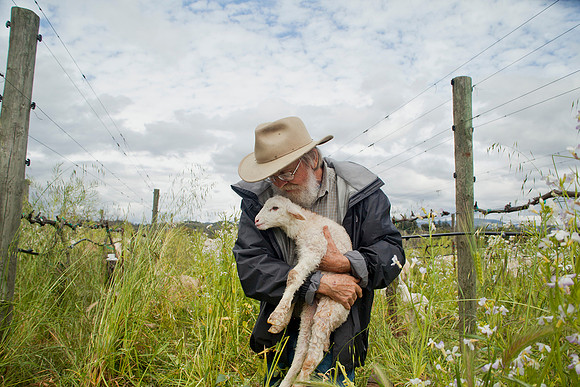 people-farmer-holding-lamb-fence-flowers-grass