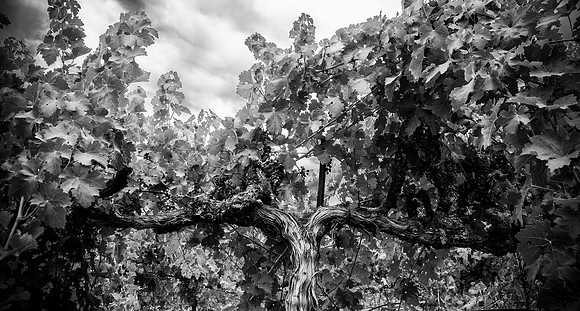 grape-vine-black-and-white-leaves