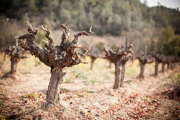 landscape-old-grape-vines-grarled