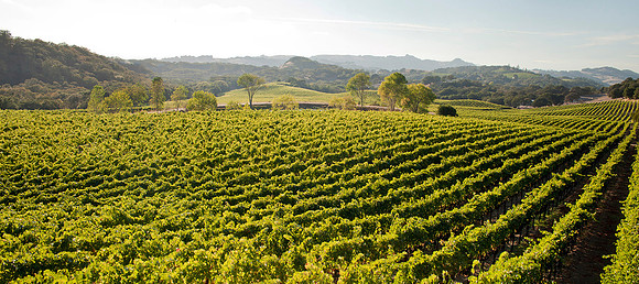landscape-vineyard-7