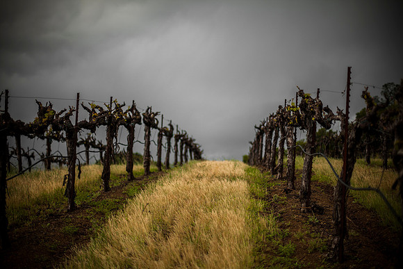 landscape-vineyard-no-leaves-grey-sky