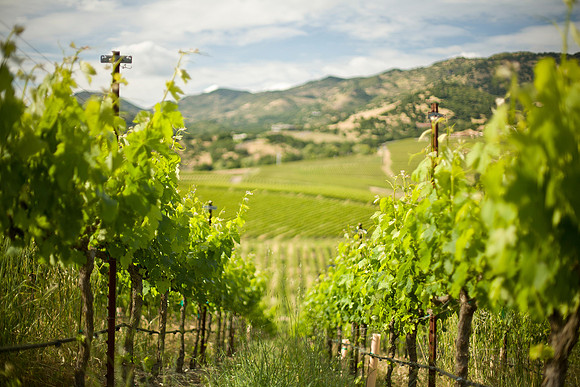 landscape-vineyard-row-tall-grass