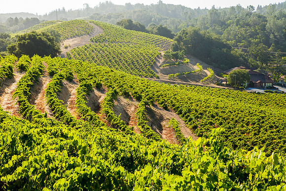 landscape-vineyards-1