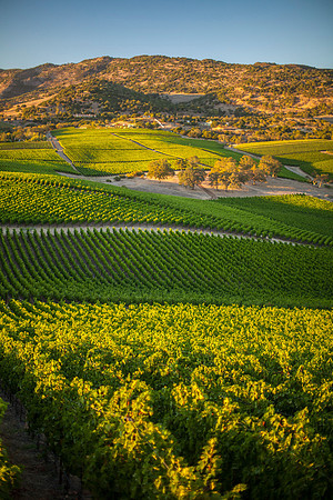 landscape-vineyards-2