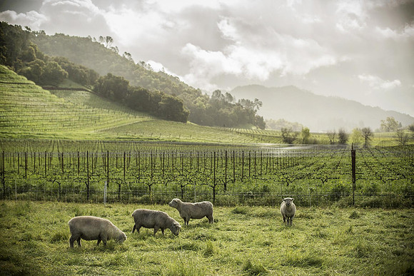 Vineyard landscape with foggy hills, storm clouds and four sheep
