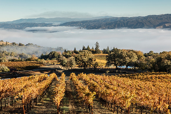 landscape-vinyard-winter-fog-brown-valley