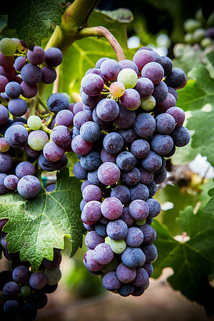 red-grapes-on-vine