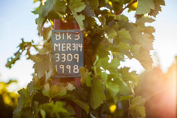 Twomey Merlot grapevines at sunset in Napa Valley with post sign