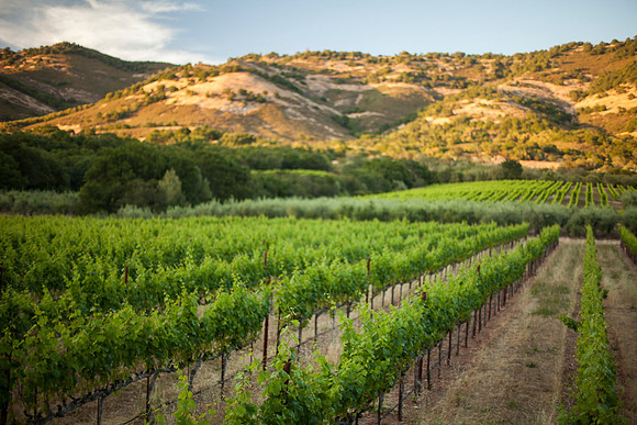 landscape-vinyard4