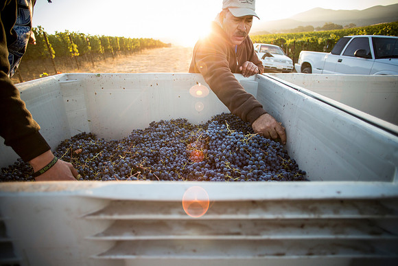 SO_SodaCanyon_Harvest_MG_5760_PROOF.jpg