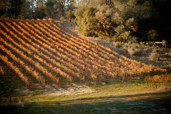 ShakeRidgeYorba_MG_5007